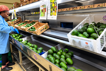 Kenya's Avocados Gain Edge in Chinese Market as Zero-tariff Policy Takes Effect