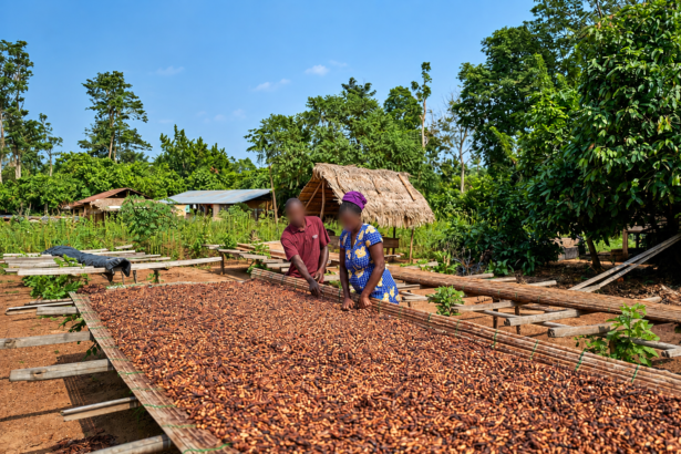 Ghana Turns to Domestic Investors for $1.4 Billion Cocoa Financing