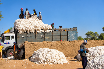 Angola Turns to Brazil to Revive Its Struggling Cotton Industry as Output Misses 100,000-ton target