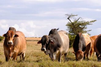 The Boran Bet: Inside Kenya's Push to Turn Livestock Into a Global Export Franchise