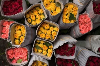 China’s Zero-Tariff Policy Opens New Market for Kenya’s $630 Million Flower Industry